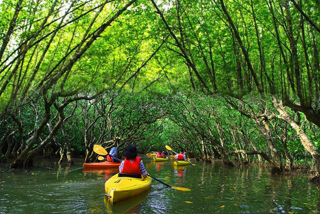 Mangrove Kayaking Abu Dhabi